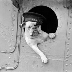 Venus, the bulldog